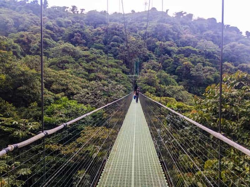 Billet Monteverde : visite guidée des ponts suspendus dans la forêt de nuages