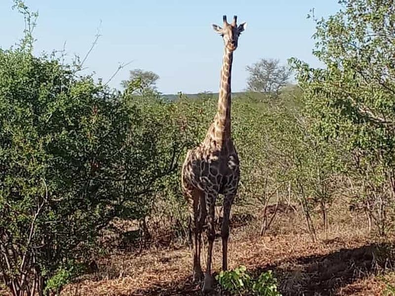 Billet Parc national de Chobe : Excursion d'une journée depuis les chutes Victoria