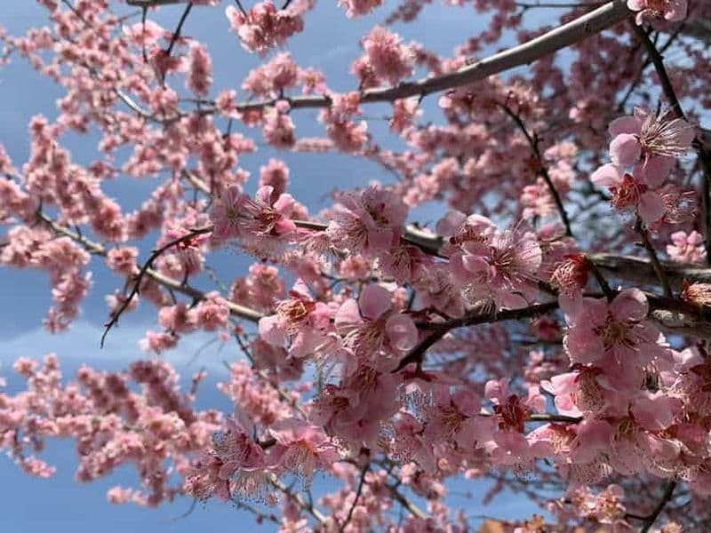 Billet Kyoto : Visite à pied de Kiyomizu, le quartier des geishas, avec un habitant de la ville