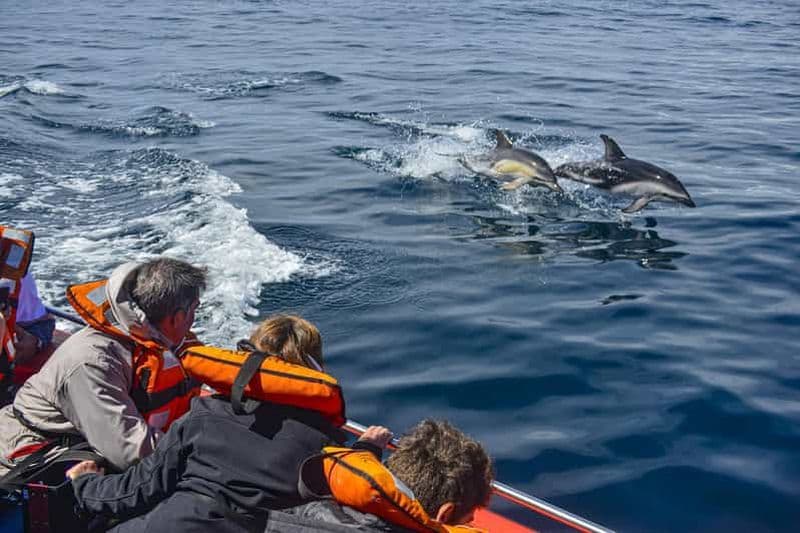 Puerto Madryn : Rencontre à bord avec des dauphins en liberté