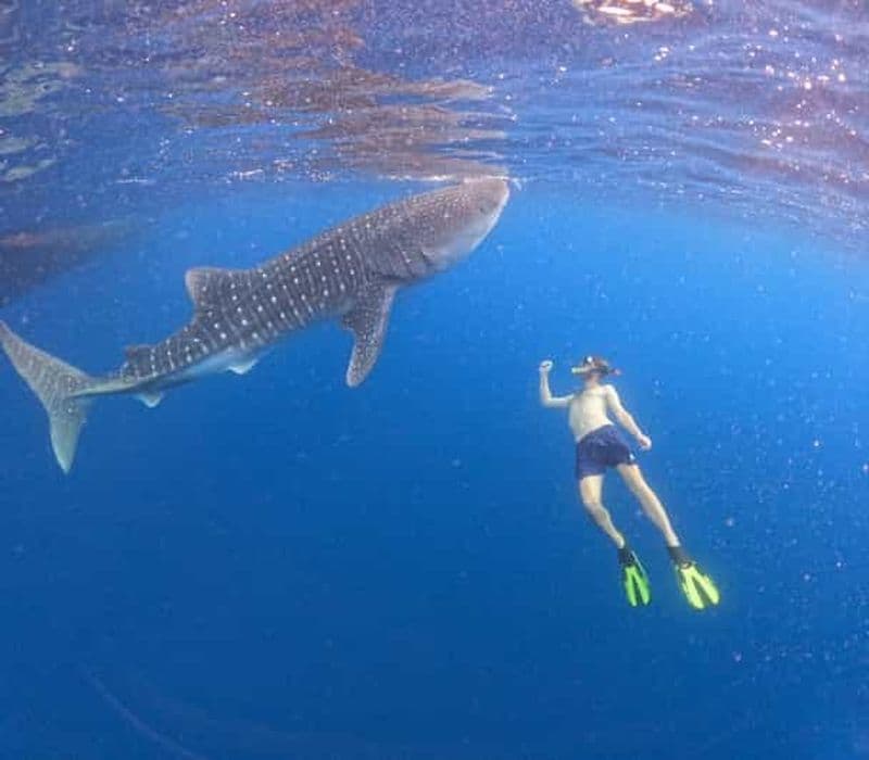Sumbawa : Nager avec les requins-baleines