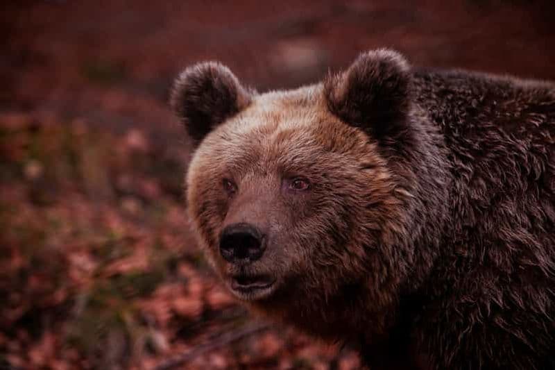 Centre international de l'environnement d'ARCTUROS Tour