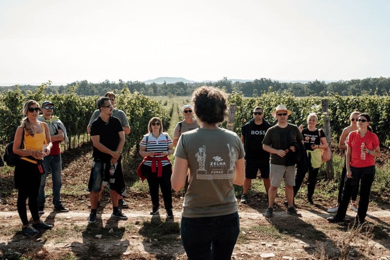 Billet Balaton : visite du vignoble et dégustation de vins avec Zelna