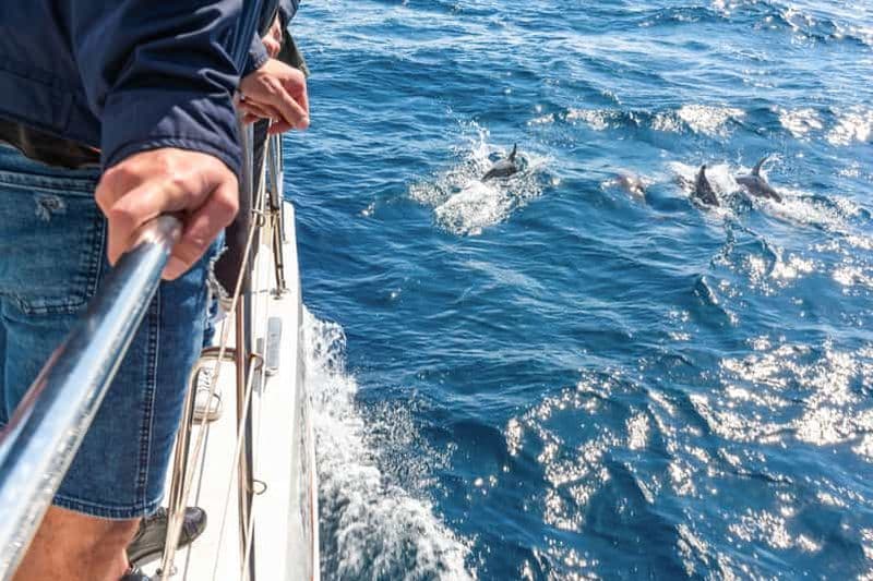 Au départ de Funchal : excursion d'observation des dauphins et des baleines de Madère