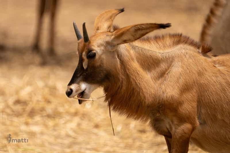 Billet Visite de la réserve naturelle de Bandia et du lac rose