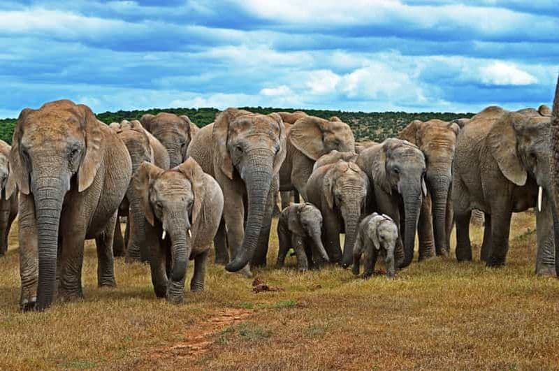 Billet Le Cap : Safari de 6 jours sur la Route des jardins et dans le parc d'éléphants d'Addo