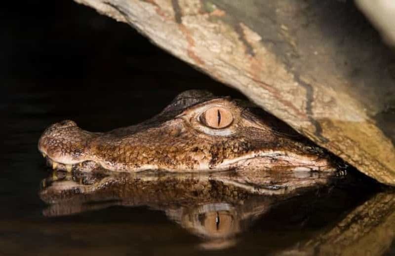 Billet Manaus : Visite nocturne de la jungle amazonienne avec observation des alligators