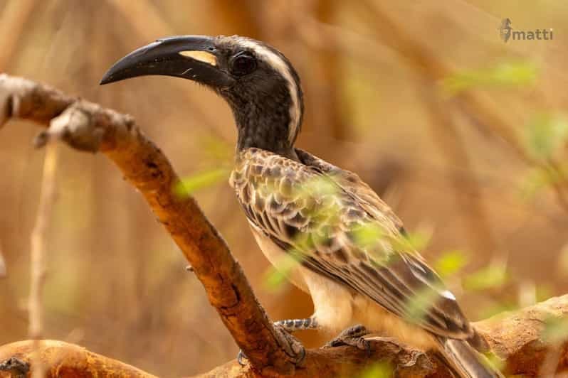 Billet Observation des oiseaux autour de MBour et dans la réserve ornithologique de Somone
