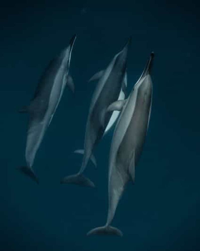 Maurice Le Morne : excursion écologique pour observer les dauphins