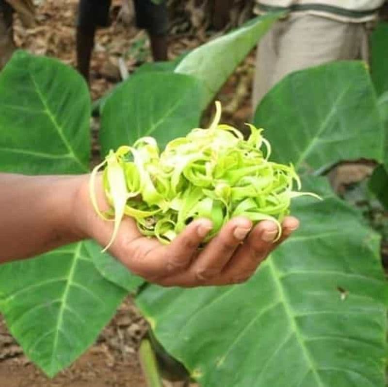 Billet Zanzibar : visite de la ferme aux épices et Stone Town avec déjeuner