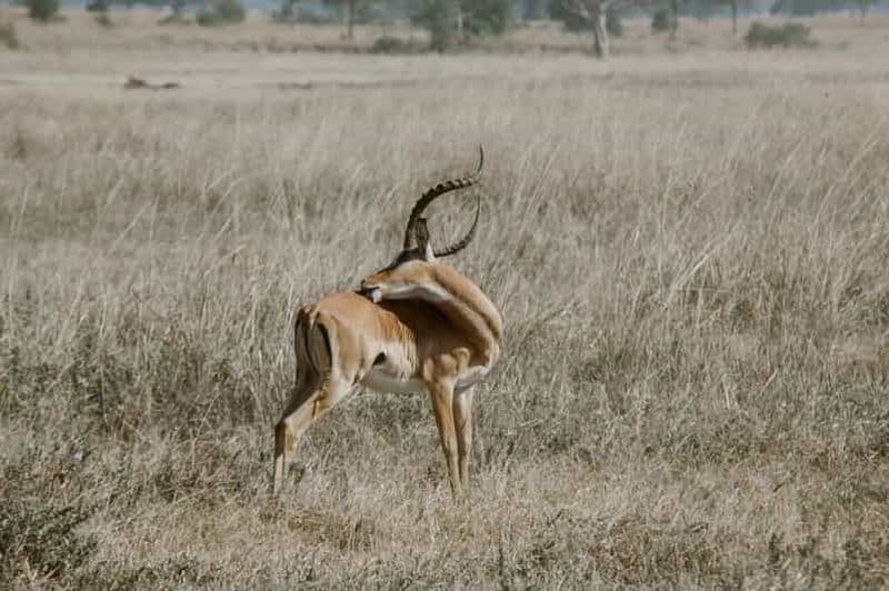 Billet Safari de 3 jours : Explorez les merveilles des montagnes Mikumi et Udzungwa