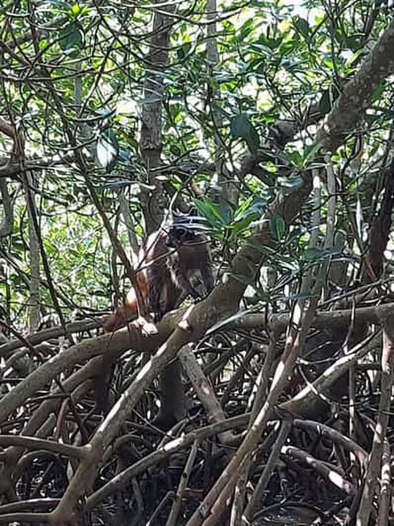 Billet CARTAGENA : Visite de pêche artisanale dans les mangroves de La Boquilla