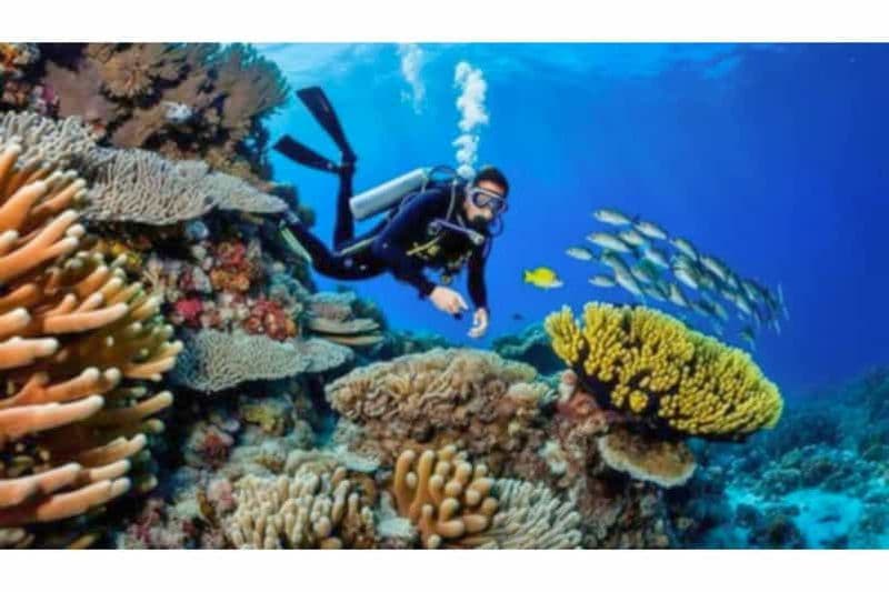 Moalboal : plongée sous-marine, pêche à la sardine et chasse aux tortues