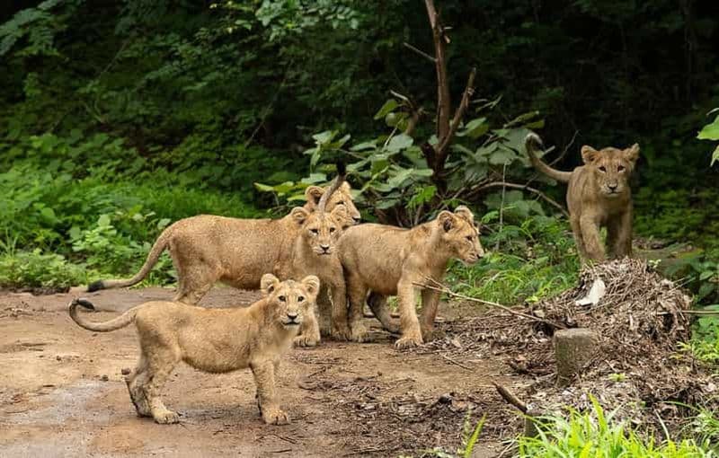 Gujarat : Safari guidé en jeep dans le parc de Devalia ( Devaliya )