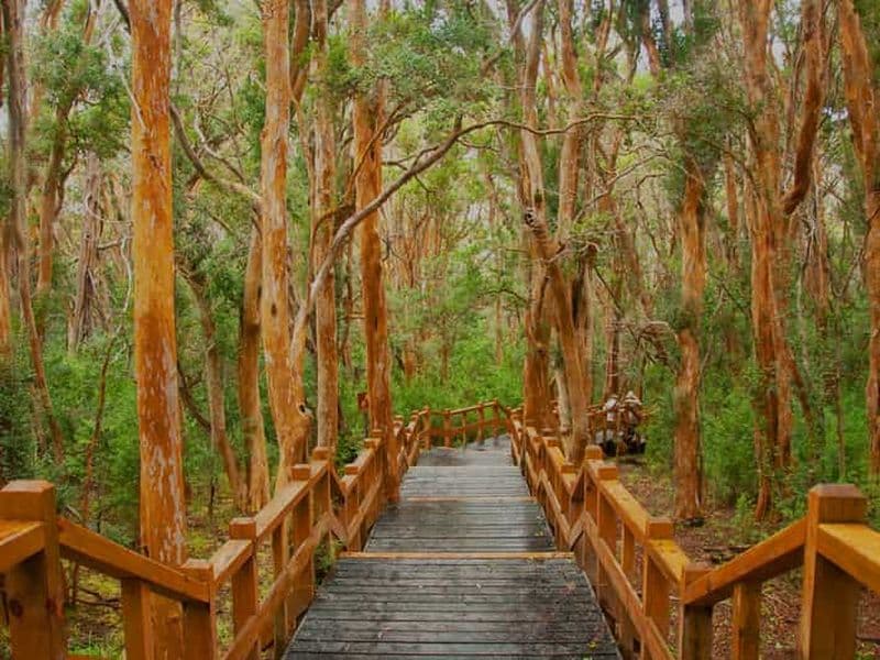Billet Depuis Bariloche : excursion en bateau sur l'île Victoria et la forêt de Myrtle