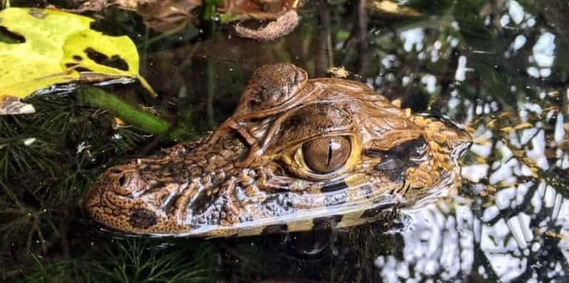 SAFARI ANIMAUX TAMBOPATA 3J/2N