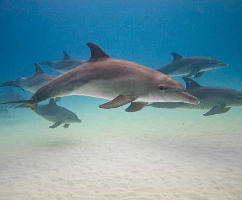Billet Excursion d'observation des dauphins à Kizimkazi et à la grotte de Salam