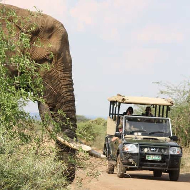 Billet Parc national Kruger : safari privé ou en groupe d'une journée complète