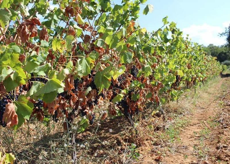 Rio de Janeiro : visite guidée des vignobles avec dégustation de vin