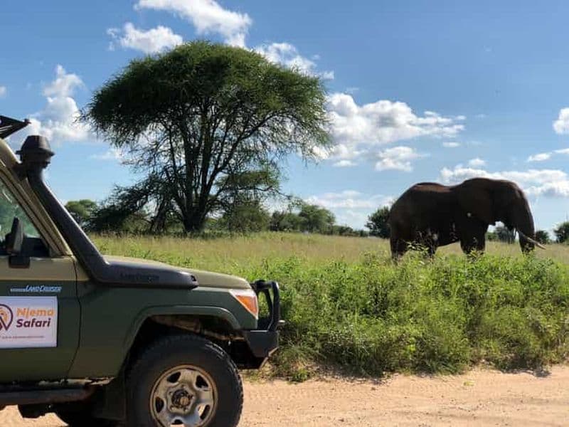 Billet Au départ de Zanzibar : safari dans le parc national de Nyerere avec déjeuner