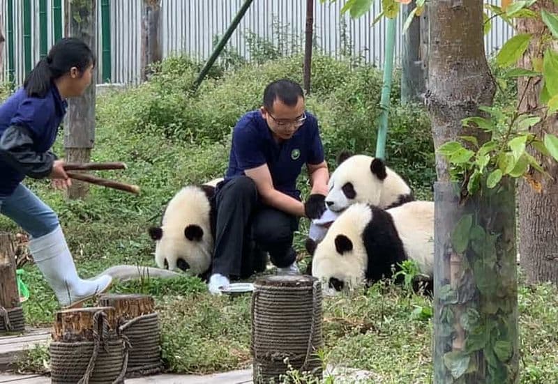 Billet Chengdu : journée de volontariat à la base de pandas de Dujiangyan