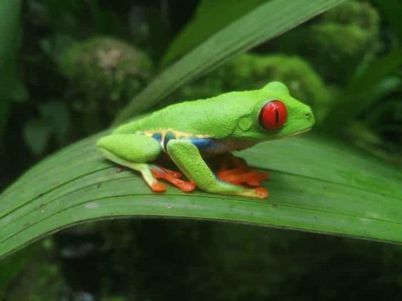 Billet Depuis San Jose : Visite guidée d'une journée des jardins de la cascade de La Paz