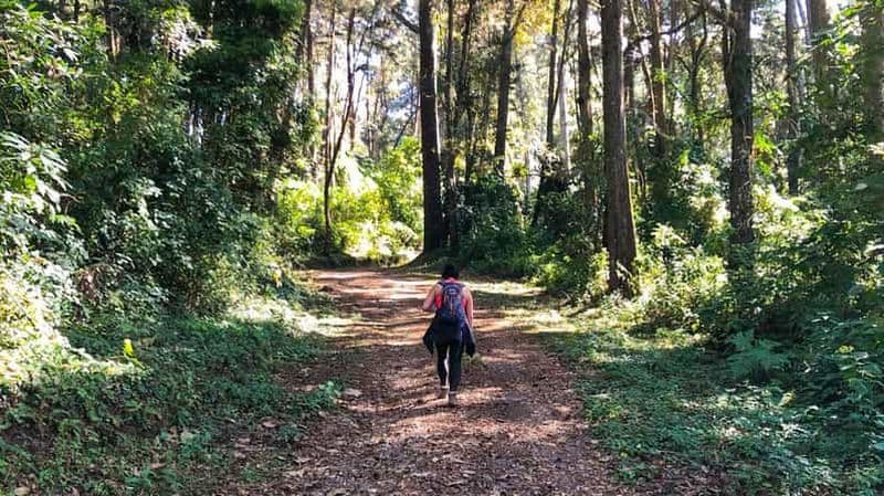 Billet Au départ d'Antigua Guatemala : Observation des oiseaux et randonnée panoramique