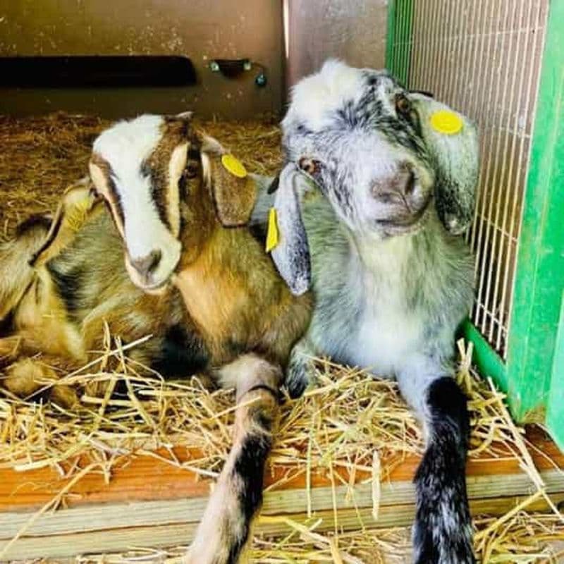Billet Grande Canarie : visitez notre fromagerie à Agüimes