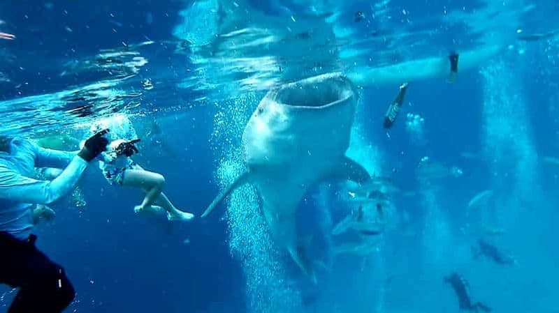 Billet Cebu Oslob : Observation des requins-baleines