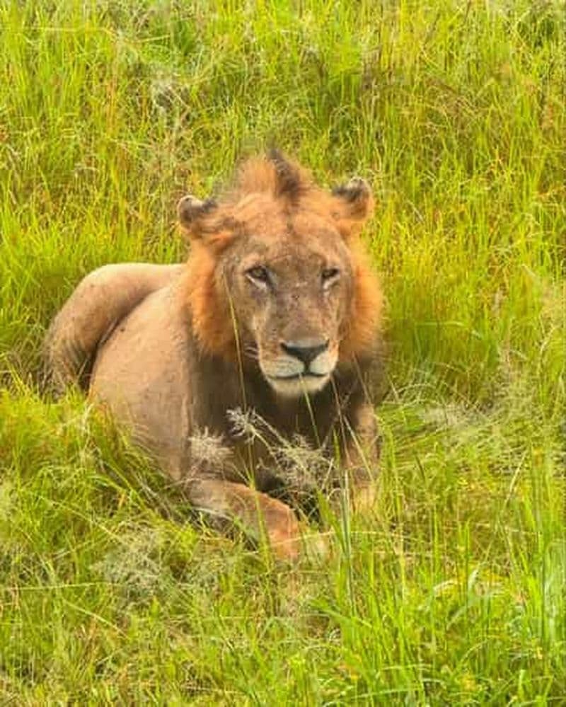 Billet SAFARI FAUNE ET FLORE DE ZANZIBAR À MIKUMI 3 JOURS ET 2 NUITS