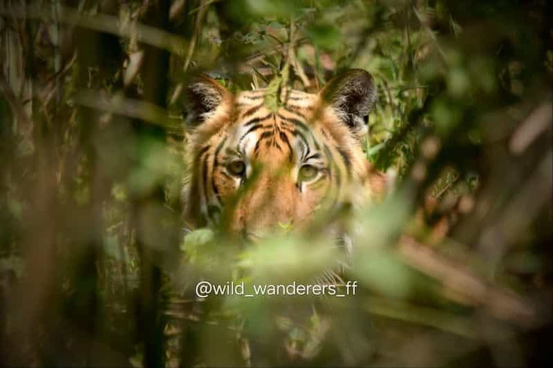 Billet Chitwan : journée safari, canoë, jungle et Jeep