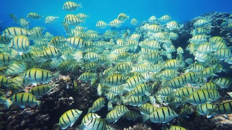 Billet La Réunion : Snorkeling guidée et balade au coeur des plus beaux sites