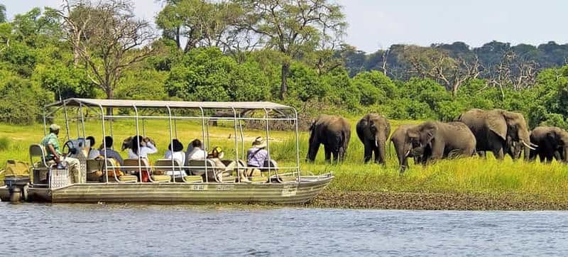 Billet Livingstone : Safari dans le parc national de Chobe avec déjeuner