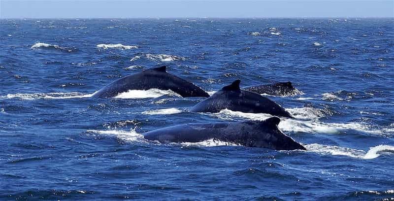 Tout en un - Dauphins, baleines, plongée en apnée et déjeuner à bord