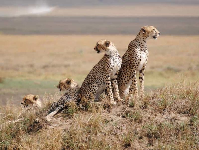 Billet 4 JOURS DE SAFARI EN CAMPING EN TANZANIE - SERENGETI & NGOROGORO