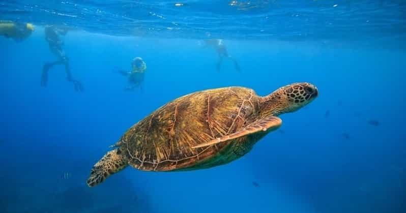Oahu : croisière et snorkeling aux canyons des tortues à Waikiki