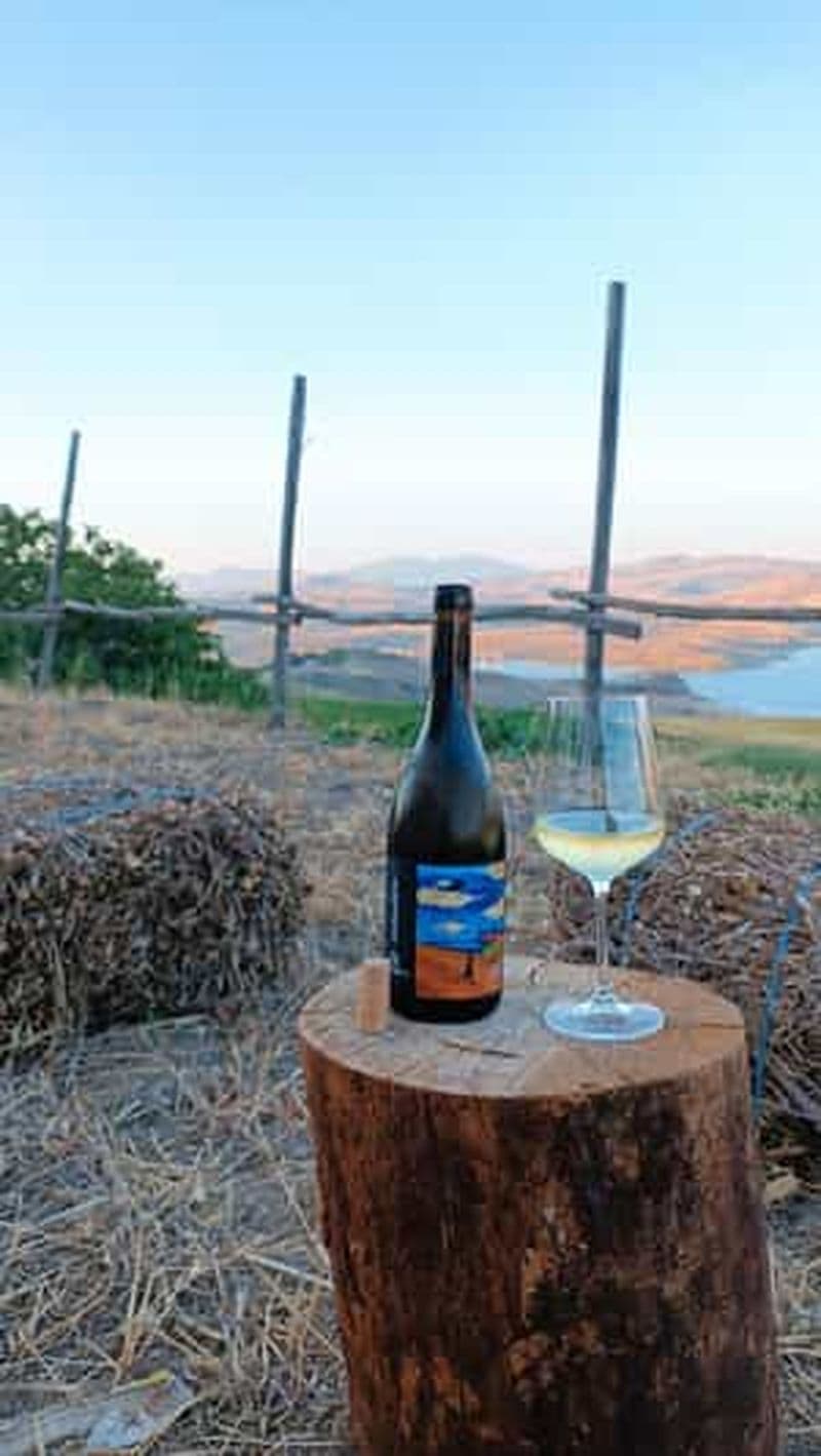 Valle del Belice : dégustation informelle et authentique de vins artisanaux