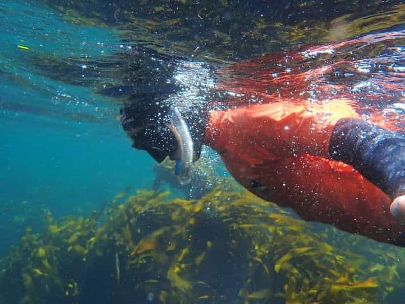 Le Cap : plongée en apnée guidée dans la Great African Sea Forest