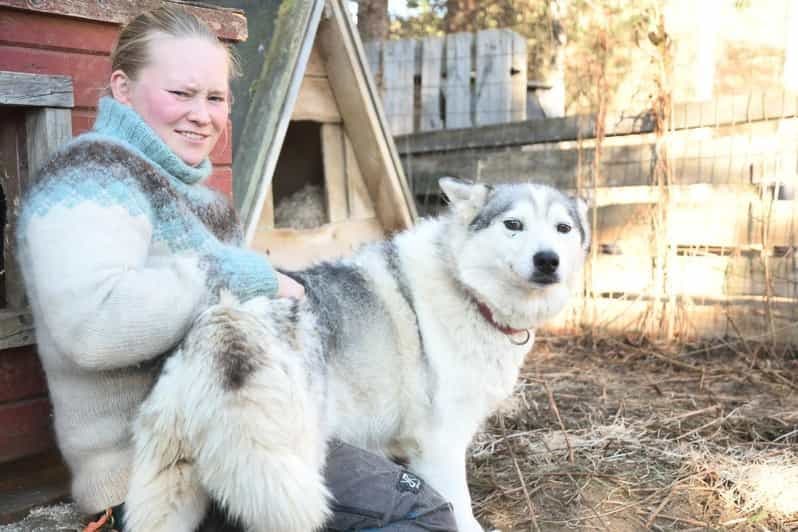 Billet Ivalo - Saariselkä : promenade en traîneau à chiens dans la nature sauvage