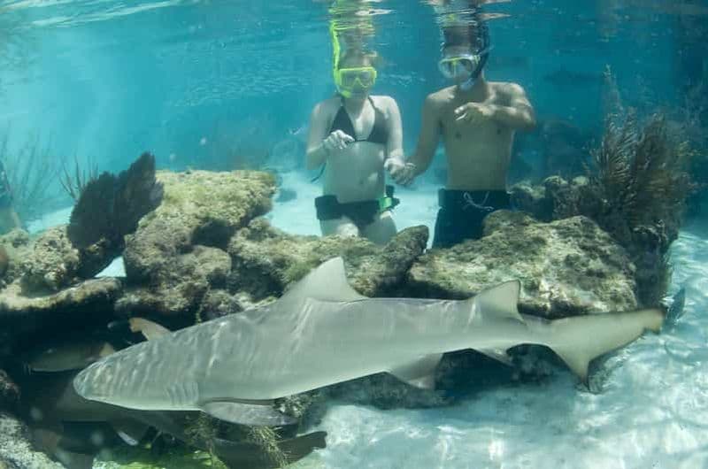 Saint Thomas : Rencontre avec un requin au parc océanique Coral World