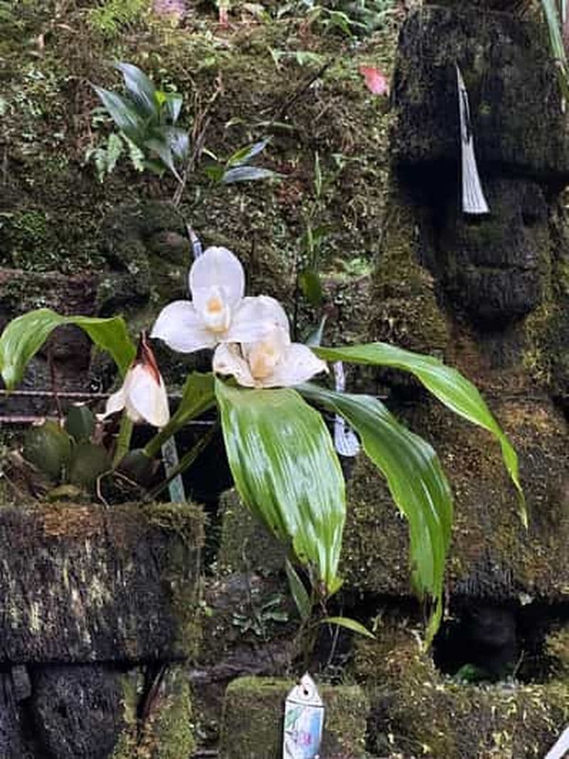 Billet Observation des oiseaux au Biotopo del Quetzal depuis Antigua Guatemala