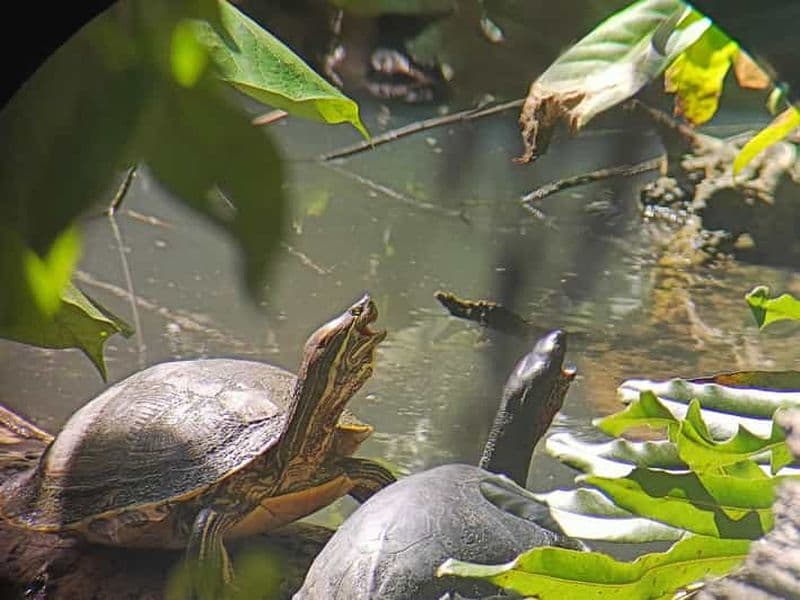 Billet Plongée en apnée + randonnée guidée au parc national de Cahuita