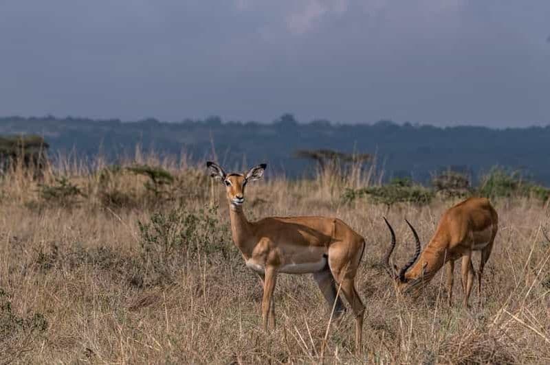 Excursion d'une journée dans le parc national de Mikumi au départ de Zanzibar par avion