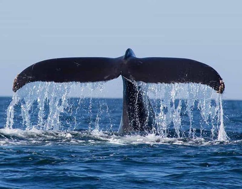 Tour en bateau d'observation des baleines à Mirissa, le matin, en formule tout compris