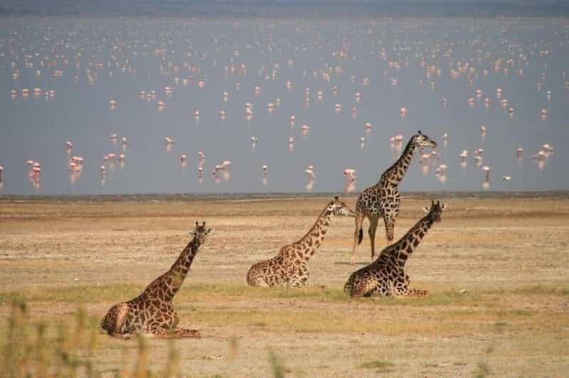 Billet Arusha : Excursion d'une journée dans le parc national du lac Manyara avec déjeuner