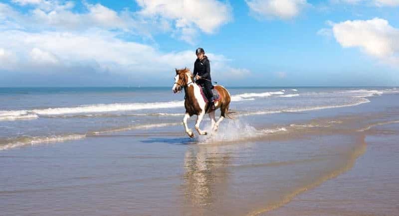 Mer Rouge : excursion à cheval sur la plage et dans le désert avec transfert