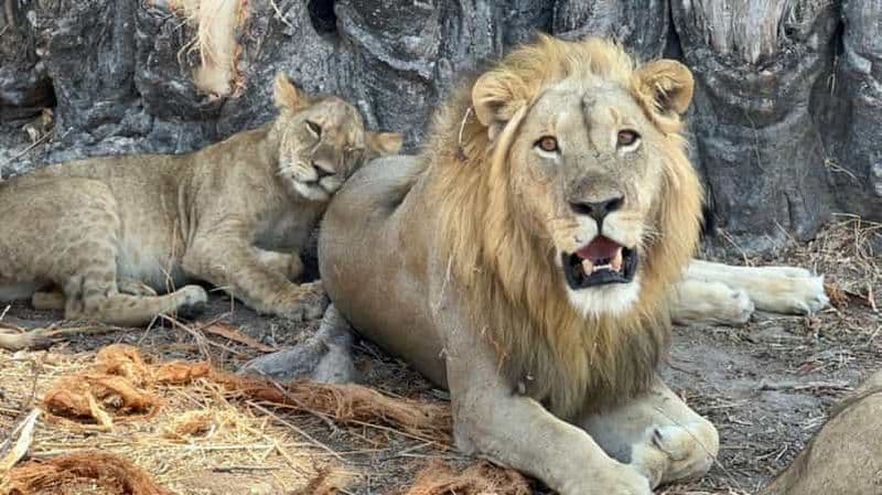 Billet Parcs nationaux de Mikumi et Ruaha : safari de 5 jours depuis Dar es Salaam