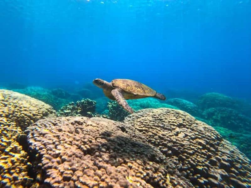 Oman : Excursion de Snorkeling aux Îles Daymaniyat