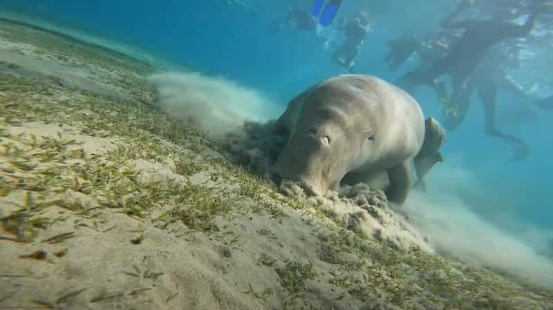 Billet Marsa Alam : snorkeling avec les tortues et les vaches marines de Marsa Mubarak