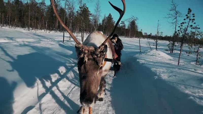 Billet Rovaniemi : safari à dos de renne et observation des aurores boréales